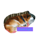 ギン兄ちゃんの独り言（個別スタンプ：6）