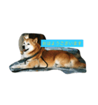 ギン兄ちゃんの独り言（個別スタンプ：8）