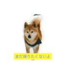ギン兄ちゃんの独り言（個別スタンプ：10）