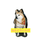 ギン兄ちゃんの独り言（個別スタンプ：11）