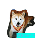 ギン兄ちゃんの独り言（個別スタンプ：12）