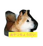 ギン兄ちゃんの独り言（個別スタンプ：16）