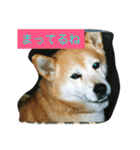 ギン兄ちゃんの独り言（個別スタンプ：17）