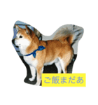 ギン兄ちゃんの独り言（個別スタンプ：19）
