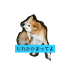 ギン兄ちゃんの独り言（個別スタンプ：23）