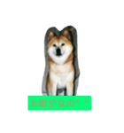 ギン兄ちゃんの独り言（個別スタンプ：27）