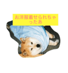 ギン兄ちゃんの独り言（個別スタンプ：29）