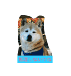 ギン兄ちゃんの独り言（個別スタンプ：31）