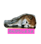 ギン兄ちゃんの独り言（個別スタンプ：32）