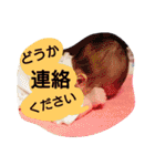 行け！行け！コハクさん 2（個別スタンプ：39）