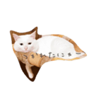 いそべ もち（個別スタンプ：1）