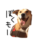 柴犬さんちゃん2（個別スタンプ：1）
