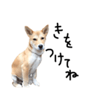 柴犬さんちゃん2（個別スタンプ：7）