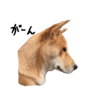 柴犬さんちゃん2（個別スタンプ：10）