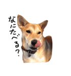 柴犬さんちゃん2（個別スタンプ：12）