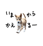 柴犬さんちゃん2（個別スタンプ：13）