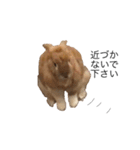 うさぎは表情豊かですか？（個別スタンプ：3）