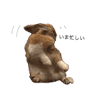 うさぎは表情豊かですか？（個別スタンプ：4）