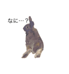 うさぎは表情豊かですか？（個別スタンプ：6）