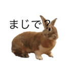 うさぎは表情豊かですか？（個別スタンプ：10）