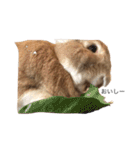 うさぎは表情豊かですか？（個別スタンプ：11）