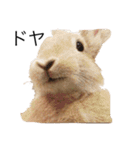 うさぎは表情豊かですか？（個別スタンプ：13）