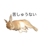 うさぎは表情豊かですか？（個別スタンプ：18）