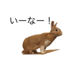 うさぎは表情豊かですか？（個別スタンプ：21）