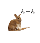 うさぎは表情豊かですか？（個別スタンプ：22）