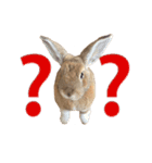 うさぎは表情豊かですか？（個別スタンプ：32）
