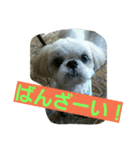 many  sizu  2（個別スタンプ：11）