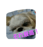 many  sizu  2（個別スタンプ：16）