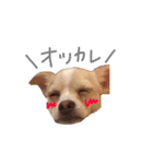 チワワのケオ（個別スタンプ：5）