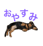 ミーナの一言（個別スタンプ：5）