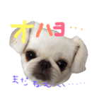 ゴマとはな（個別スタンプ：3）