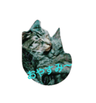 私 の猫（個別スタンプ：2）