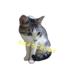 私 の猫（個別スタンプ：3）
