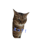 私 の猫（個別スタンプ：4）