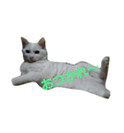 私 の猫（個別スタンプ：5）