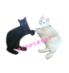 私 の猫（個別スタンプ：6）