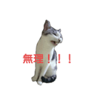 私 の猫（個別スタンプ：7）