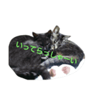 私 の猫（個別スタンプ：8）