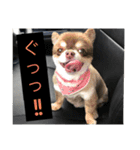 Welcome to misocats world4（個別スタンプ：1）