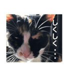 Welcome to misocats world4（個別スタンプ：2）