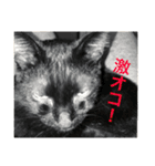 Welcome to misocats world4（個別スタンプ：5）