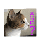 Welcome to misocats world4（個別スタンプ：6）