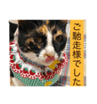 Welcome to misocats world4（個別スタンプ：7）