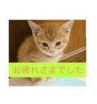 Welcome to misocats world4（個別スタンプ：8）