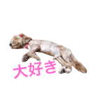 マルプーと一緒。（個別スタンプ：2）