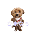 マルプーと一緒。（個別スタンプ：3）